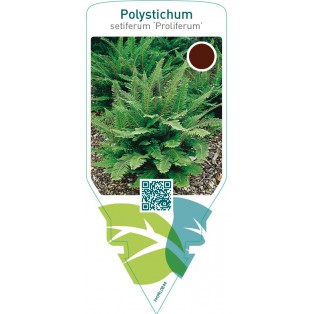 Polystichum setiferum ‘Proliferum’