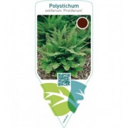 Polystichum setiferum ‘Proliferum’