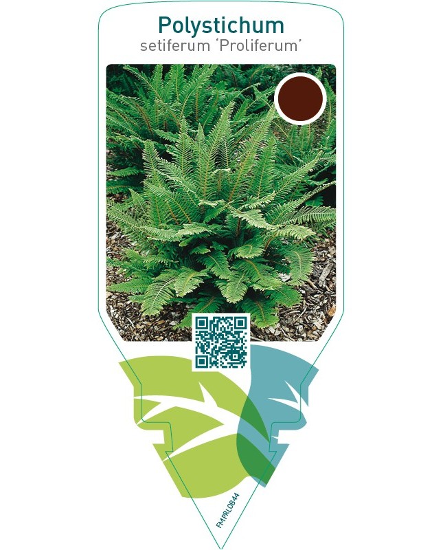 Polystichum setiferum ‘Proliferum’