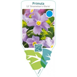 Primula (J) ‘Groenekan’s Glorie’