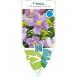 Primula (J) ‘Groenekan’s Glorie’