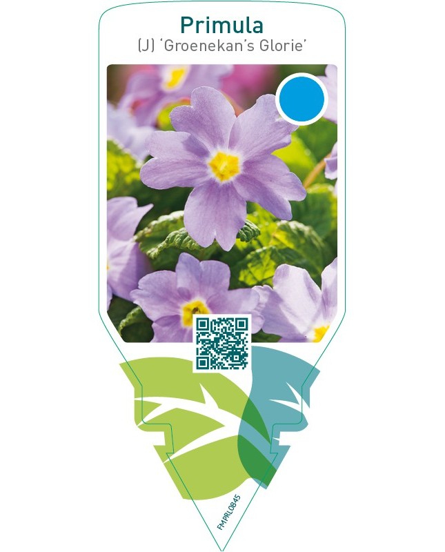 Primula (J) ‘Groenekan’s Glorie’