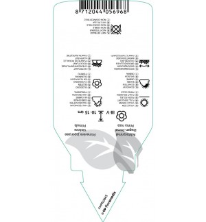 Etichette di Primula (J) ‘Groenekan’s Glorie’ *