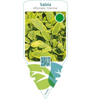Salvia officinalis ‘Icterina’