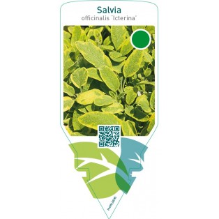 Salvia officinalis ‘Icterina’
