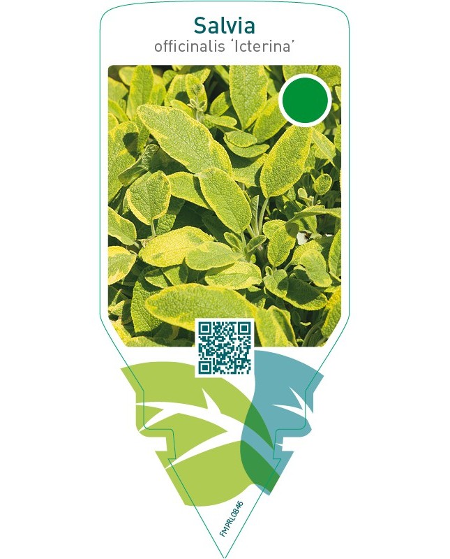 Salvia officinalis ‘Icterina’