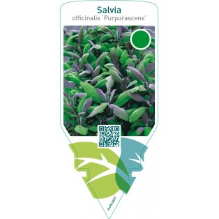 Salvia officinalis ‘Purpurascens’