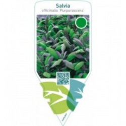 Salvia officinalis ‘Purpurascens’