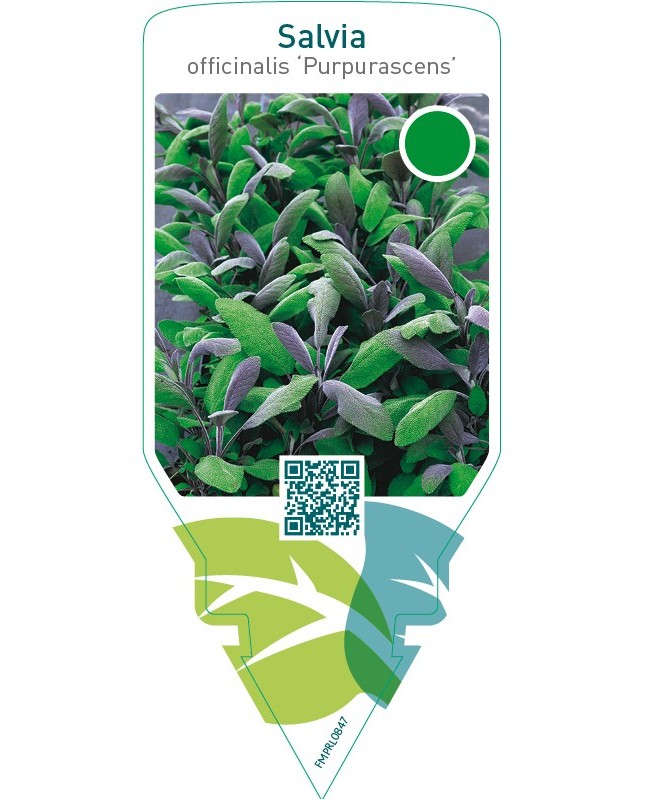 Salvia officinalis ‘Purpurascens’