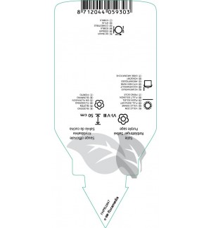 Etichette di Salvia officinalis ‘Purpurascens’ *