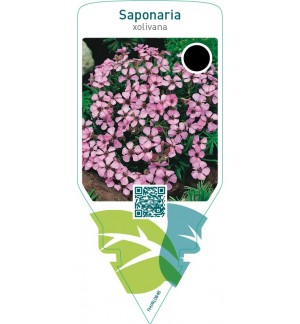 Saponaria olivana