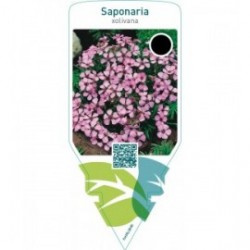 Saponaria olivana