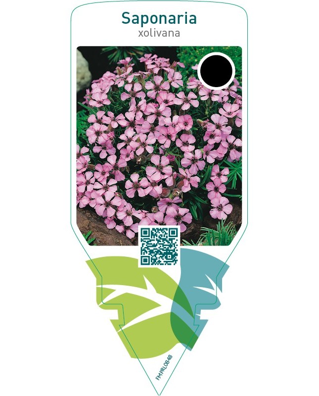 Saponaria olivana