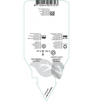 Etichette di Saponaria olivana *