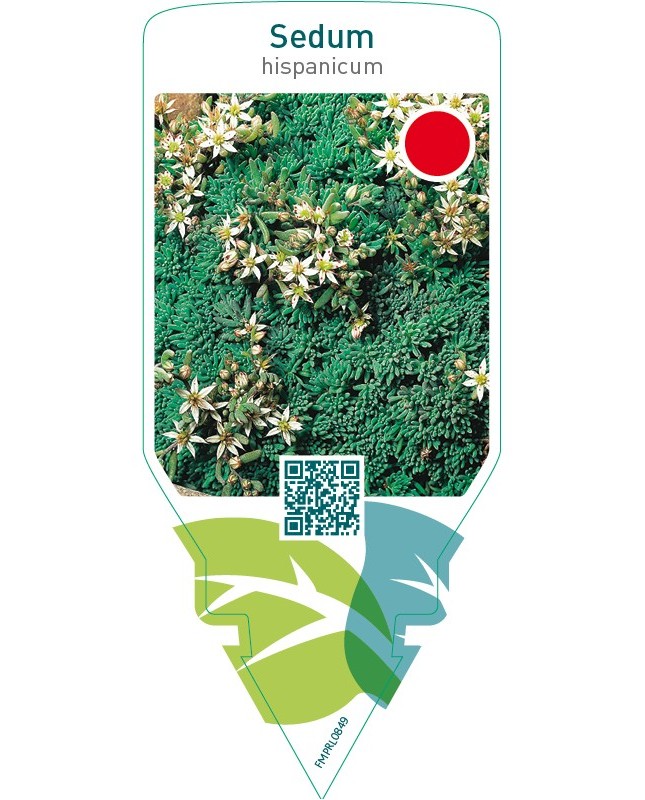 Sedum hispanicum