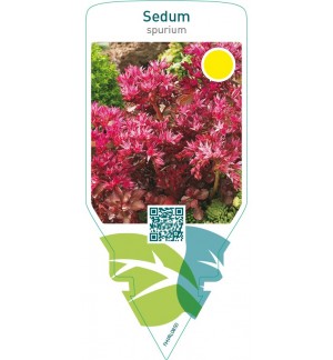 Sedum spurium  red