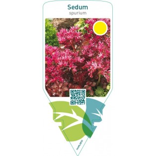 Sedum spurium  red