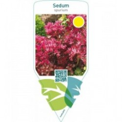 Sedum spurium  red
