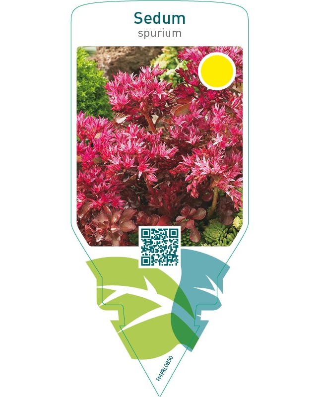 Sedum spurium  red