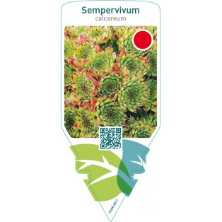 Sempervivum calcareum