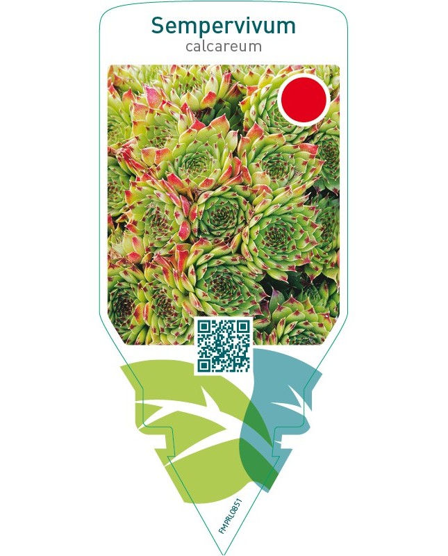 Sempervivum calcareum