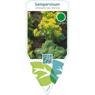 Sempervivum ciliosum var. Borisii