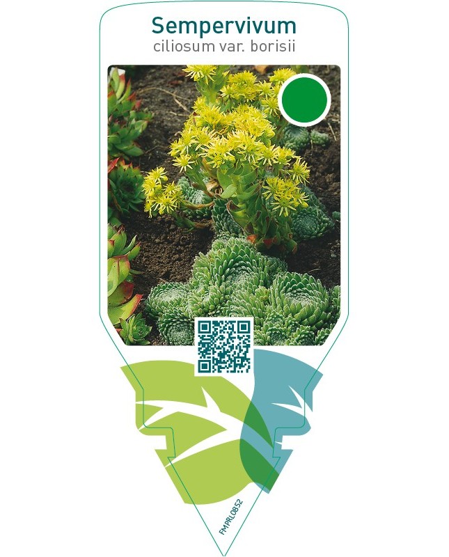 Sempervivum ciliosum var. Borisii