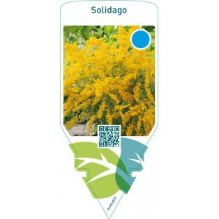 Solidago  creeping
