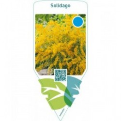 Solidago  creeping