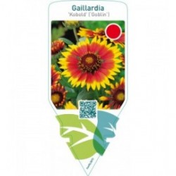 Gaillardia ‘Kobold’ (‘Goblin’)