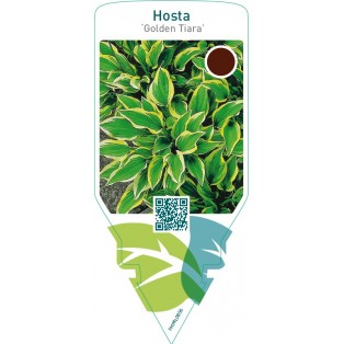 Hosta ‘Golden Tiara’