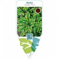 Hosta ‘Golden Tiara’