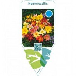 Hemerocallis  mix