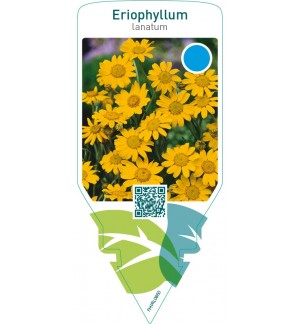 Eriophyllum lanatum