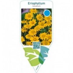 Eriophyllum lanatum