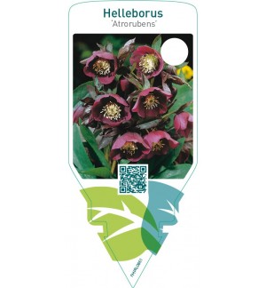 Helleborus ‘Atrorubens’