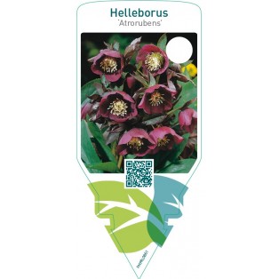 Helleborus ‘Atrorubens’