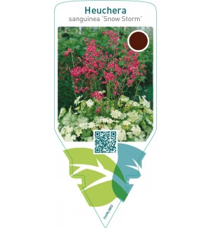 Heuchera sanguinea ‘Snow Storm’
