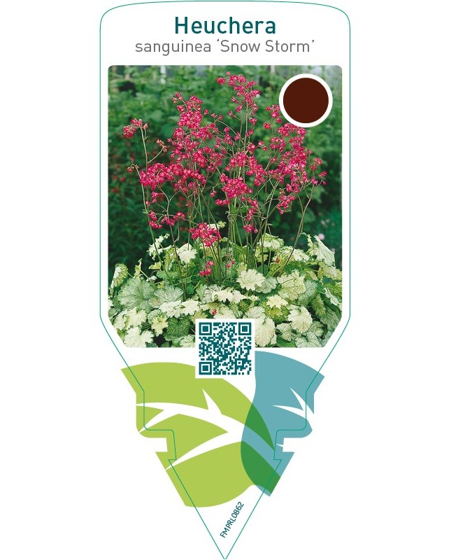 Heuchera sanguinea ‘Snow Storm’