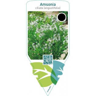 Amsonia ciliata (angustifolia)