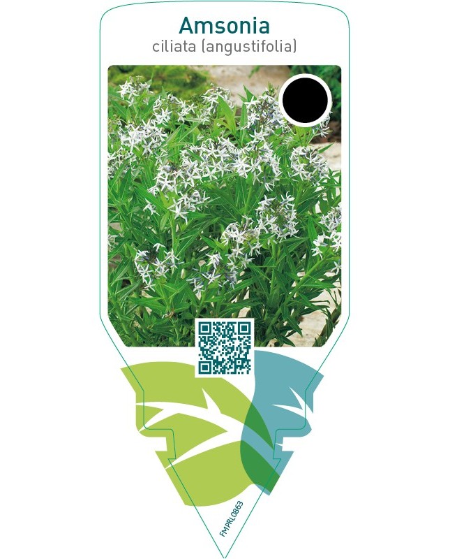 Amsonia ciliata (angustifolia)