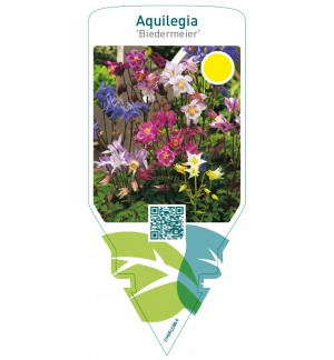 Aquilegia ‘Biedermeier’