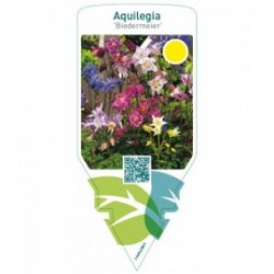 Aquilegia ‘Biedermeier’