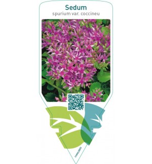 Sedum spurium coccineum  pink