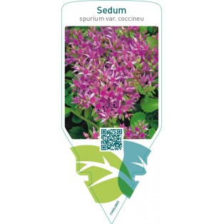 Sedum spurium coccineum  pink