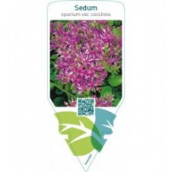 Sedum spurium coccineum  pink