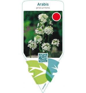 Arabis procurrens