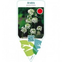 Arabis procurrens