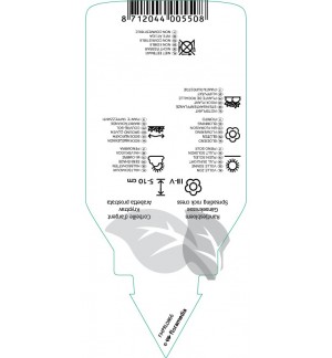 Etichette di Arabis procurrens *