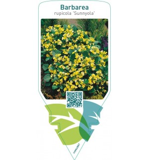 Barbarea rupicola ‘Sunnyola’